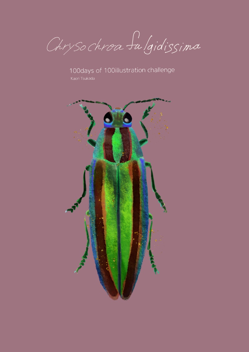 chrysochroafulgidissima