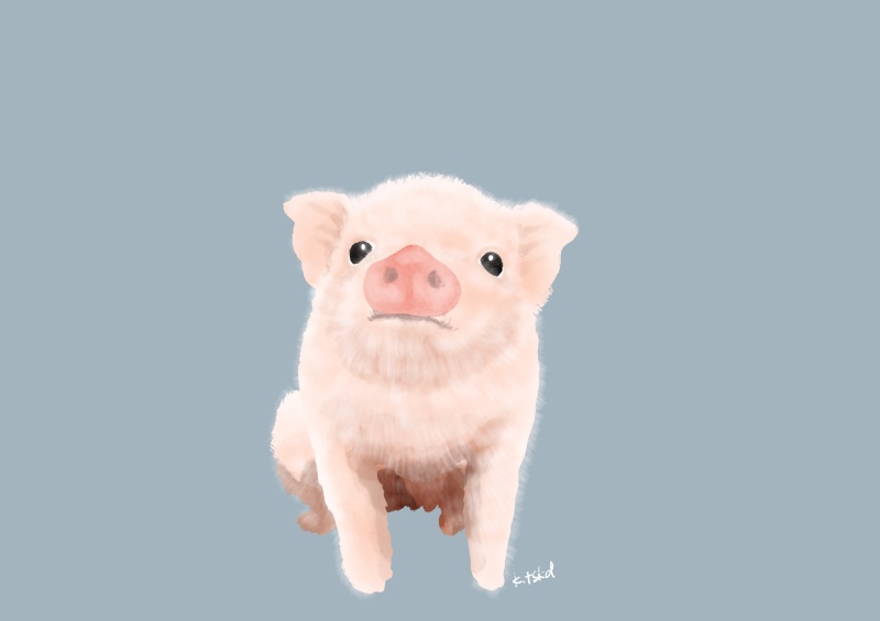 pig